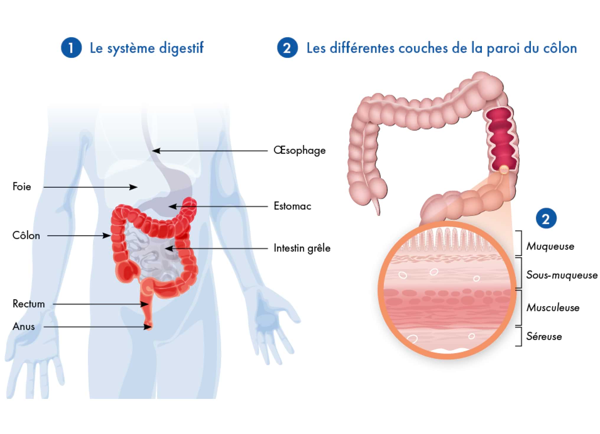 Colon