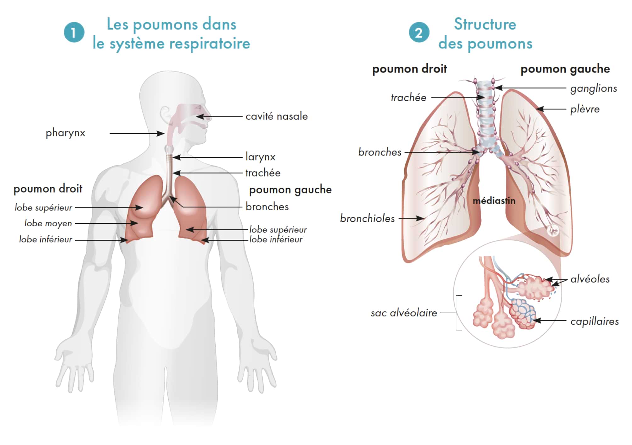 poumon