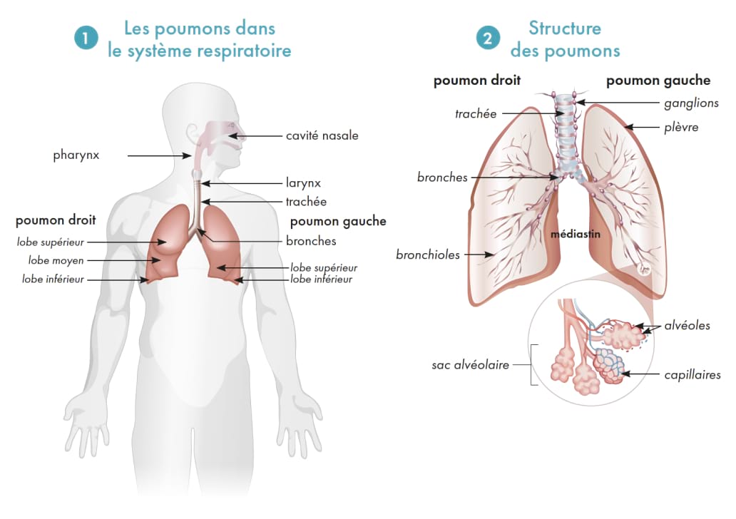 poumon